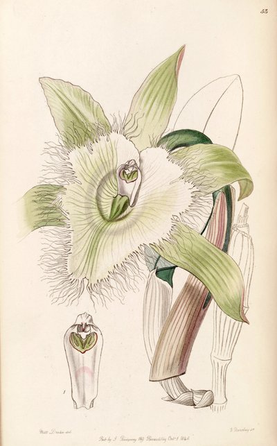 Illustration of Rhyncholaelia digbyana by Miss Drake